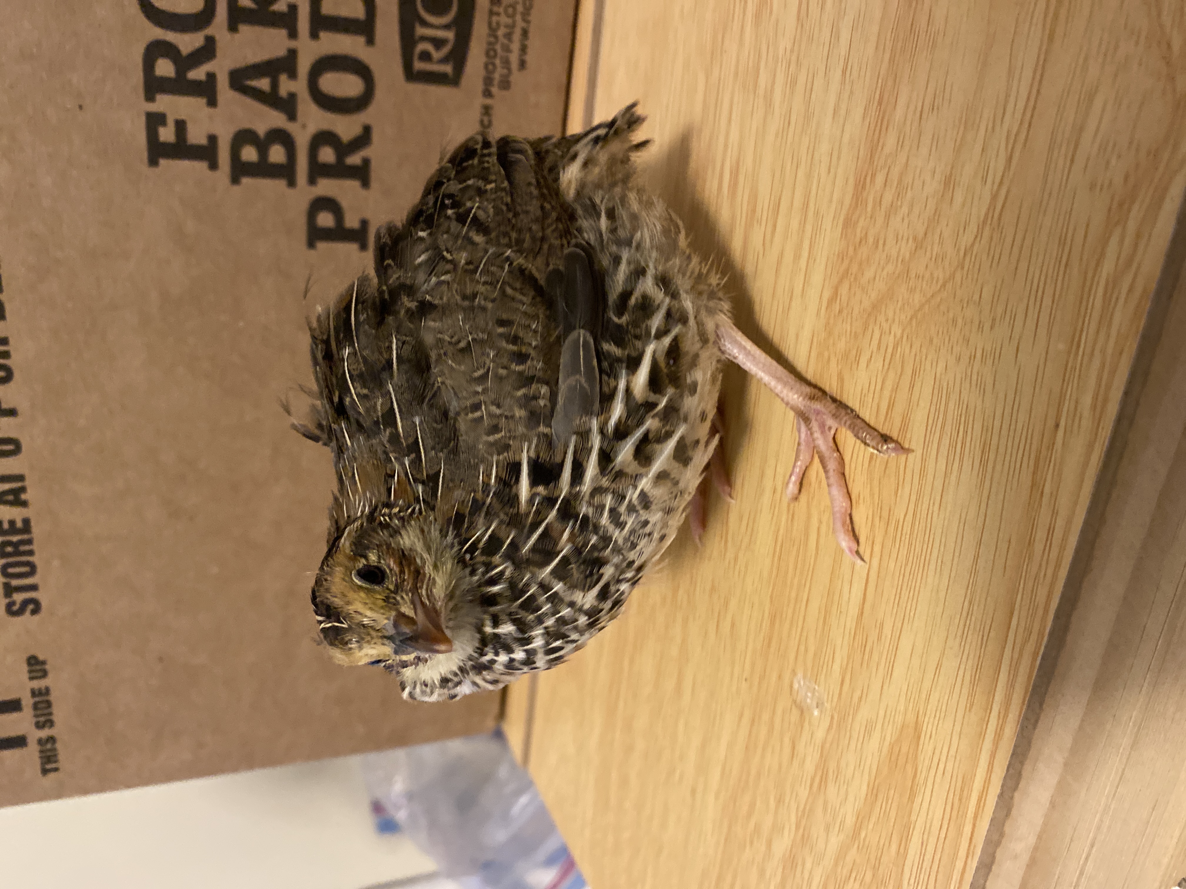 Quail Shop Quail for Sale — Buy & Sell Live Quail Online | QuailSales